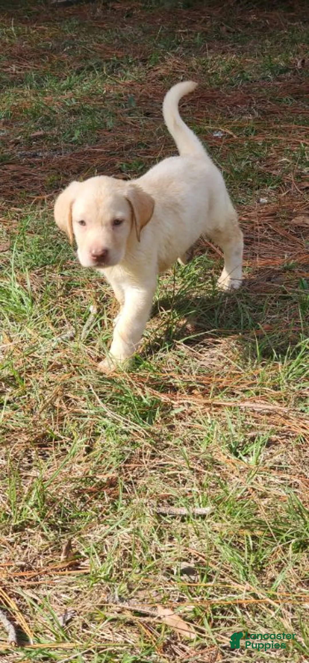 Labrador Retriever dogs for sale: Dallas - Ad 1