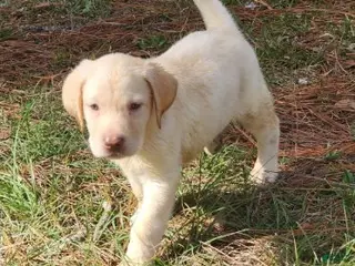 Labrador Retriever dogs for sale: Dallas - Ad 2