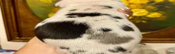 Great Dane dogs for sale: Carbon Creed's Azure Siren 🧜‍♀️ - Ad 5