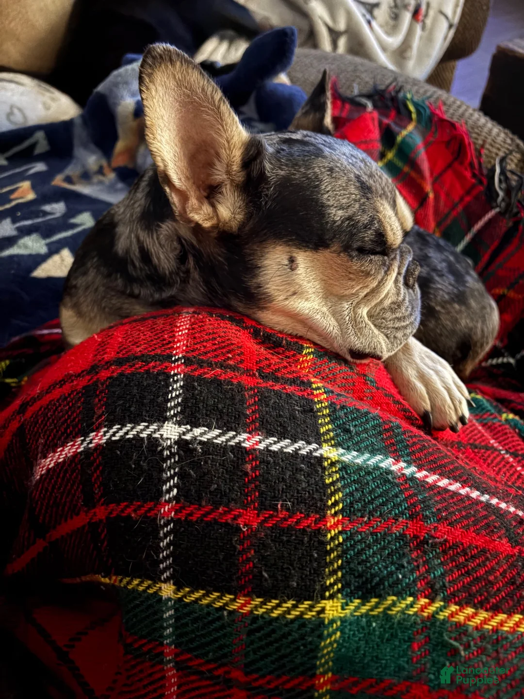 Mixed Breed dogs for sale: Mixed Breed 1 - Ad 5