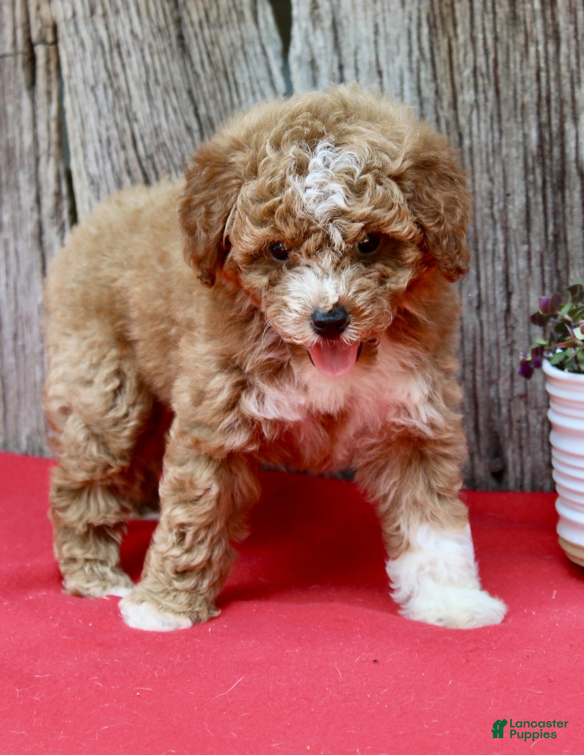 Miniature Poodle dogs Willow - Ad 2