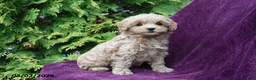 Cockapoo dogs for sale: Bonnie - Ad 2