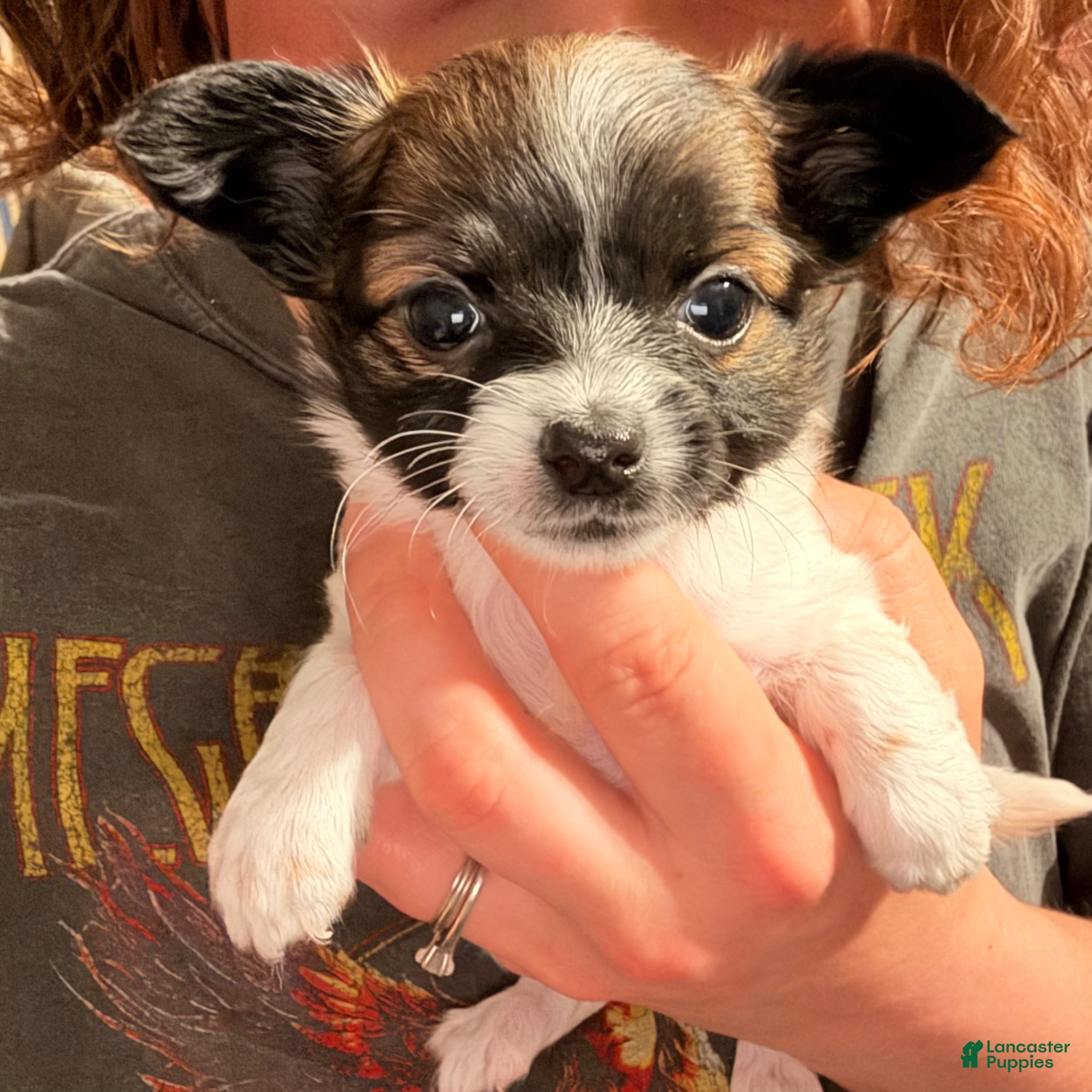 Chihuahua dogs Chihuahua Puppy 4 - Ad 42
