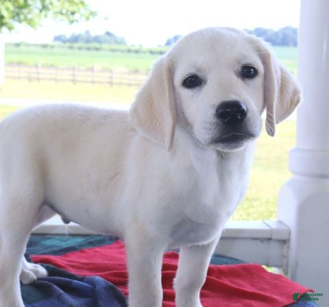 Labrador Retriever dogs Bruno -Special price - Ad 2