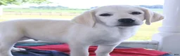 Labrador Retriever dogs for sale: Bruno -Special price - Ad 2