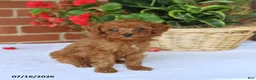 Toy Poodle dogs for sale: Theo - Ad 4