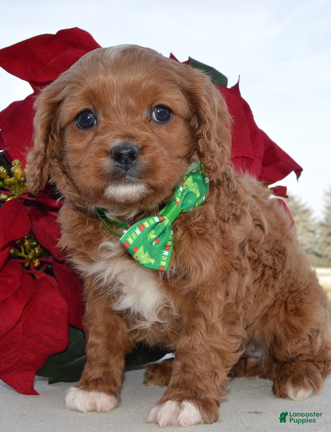 Cavapoo dogs for sale: Cora - Ad 12