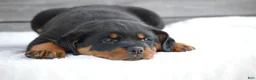 Rottweiler dogs for sale: Brandi - Ad 4