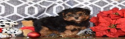 Yorkiepoo dogs for sale: Kaden - Ad 1