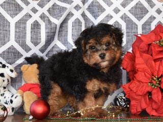 Yorkiepoo dogs Kaden - Ad 18