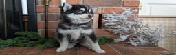 Pomsky dogs for sale: Jack - Ad 8