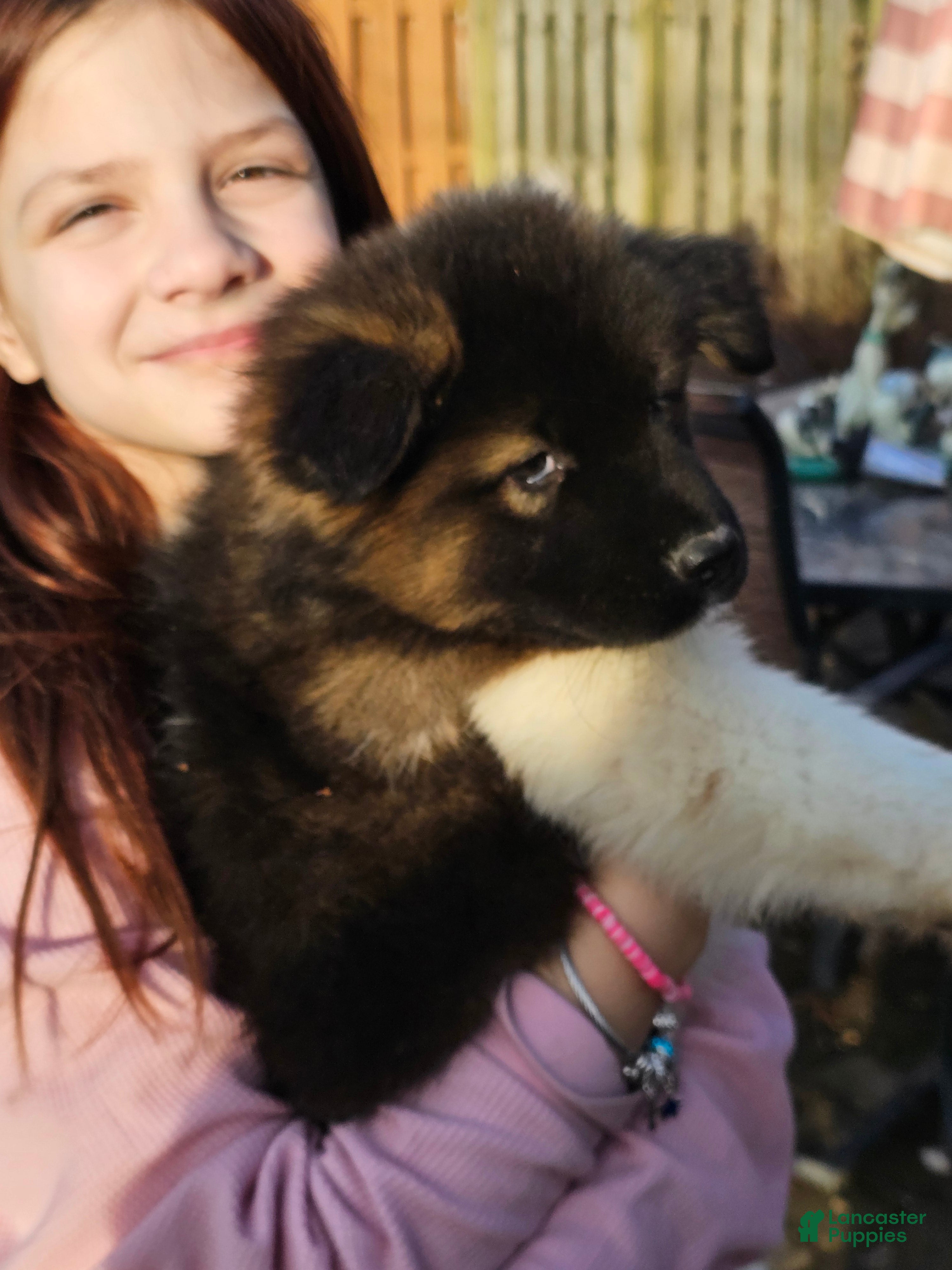 Akita dogs Chiane - Ad 8