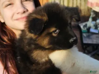 Akita dogs Chiane - Ad 32