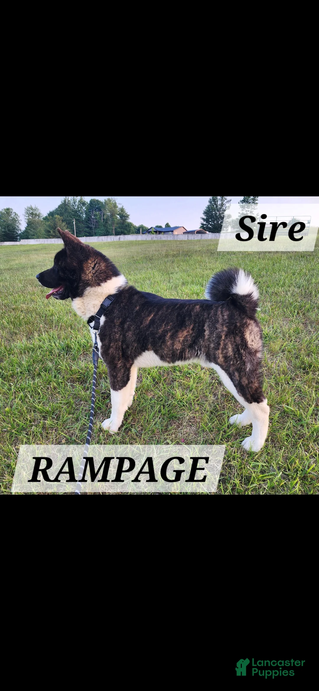 Akita dogs for sale: AKC Chance - Ad 19