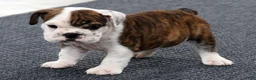 English Bulldog dogs for sale: Rambo - Ad 3
