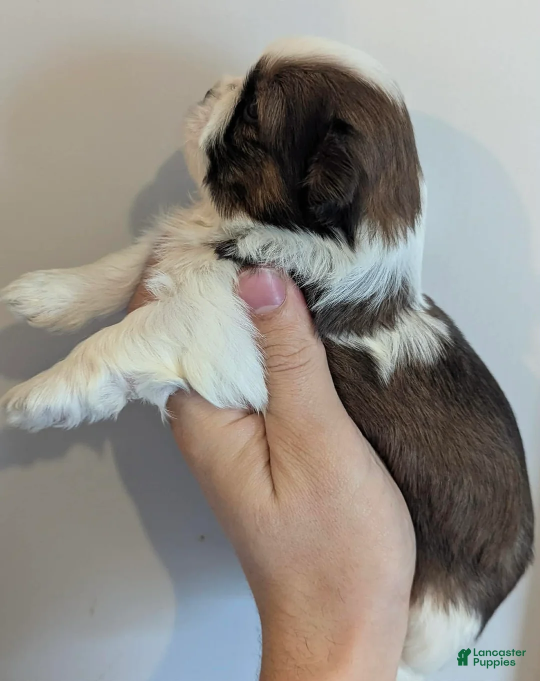 Shih Tzu dogs for sale: Shih Tzu litter of 5 puppies - Ad 10