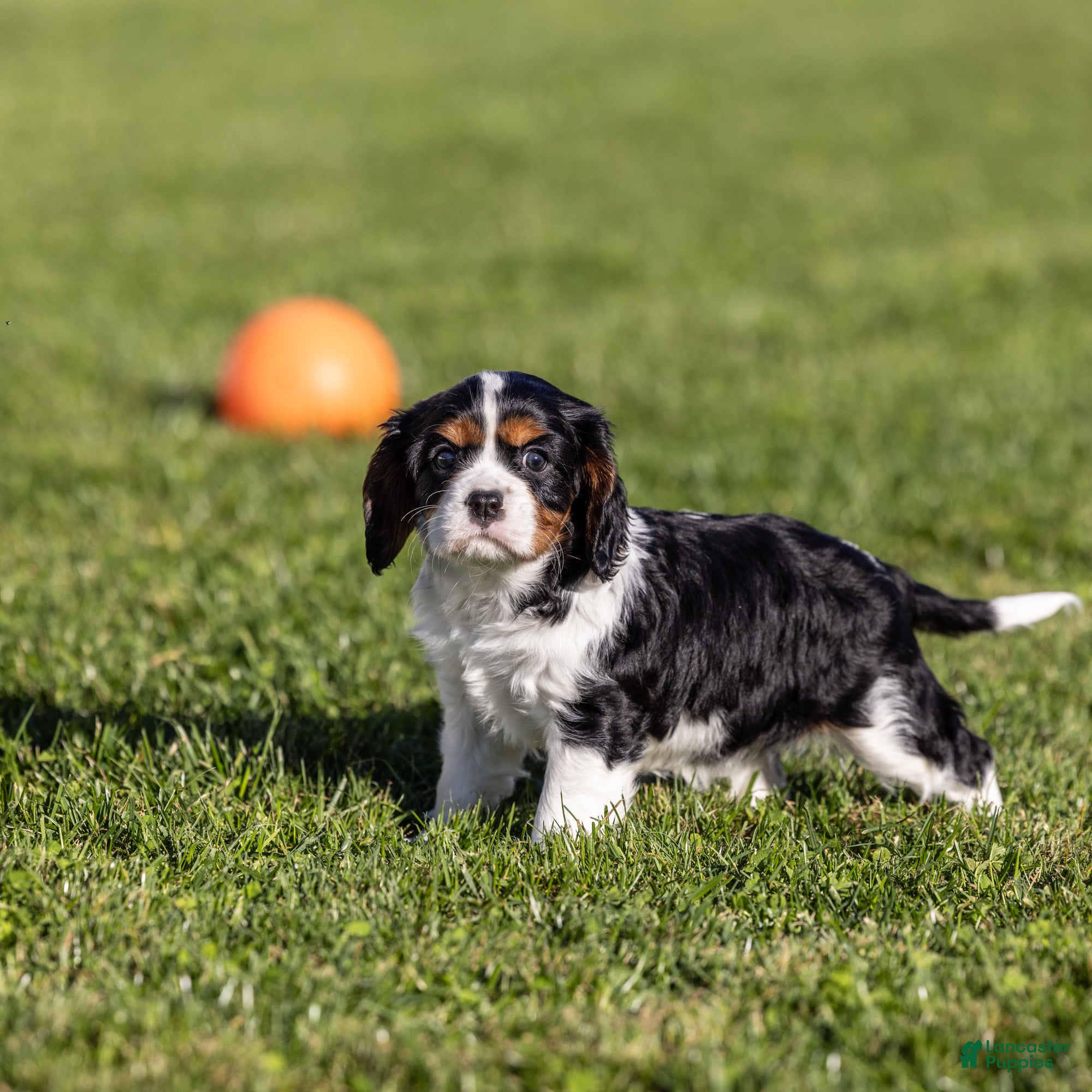 Cavalier King Charles Spaniel dogs Judah - Ad 1