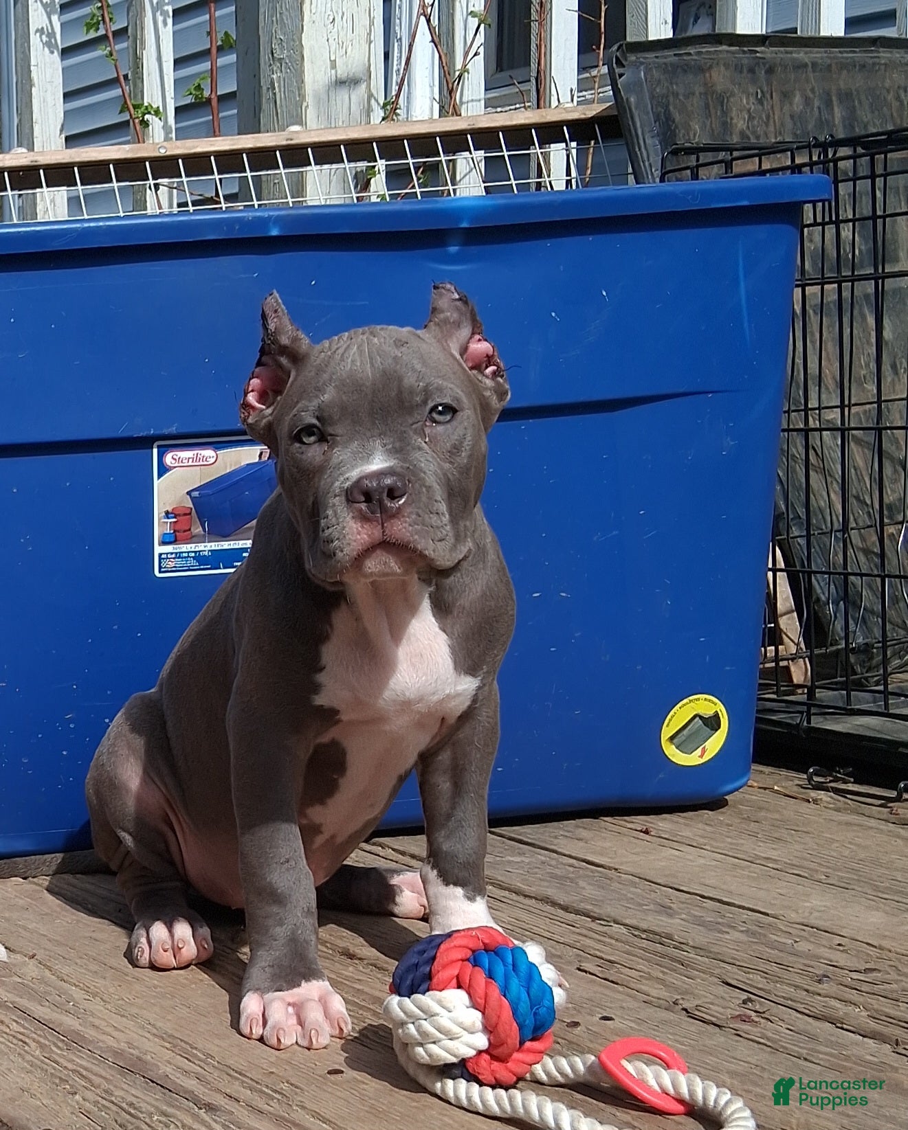 American Bully dogs American Bully Puppy 5 - Ad 30