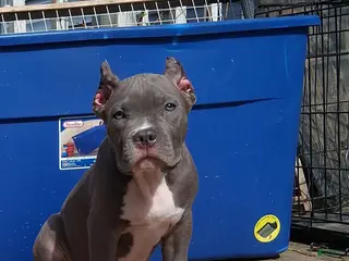 American Bully dogs American Bully Puppy 5 - Ad 30