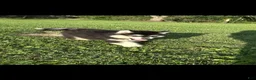 Alaskan Malamute dogs for sale: Alaskan Malamute 1 - Ad 6