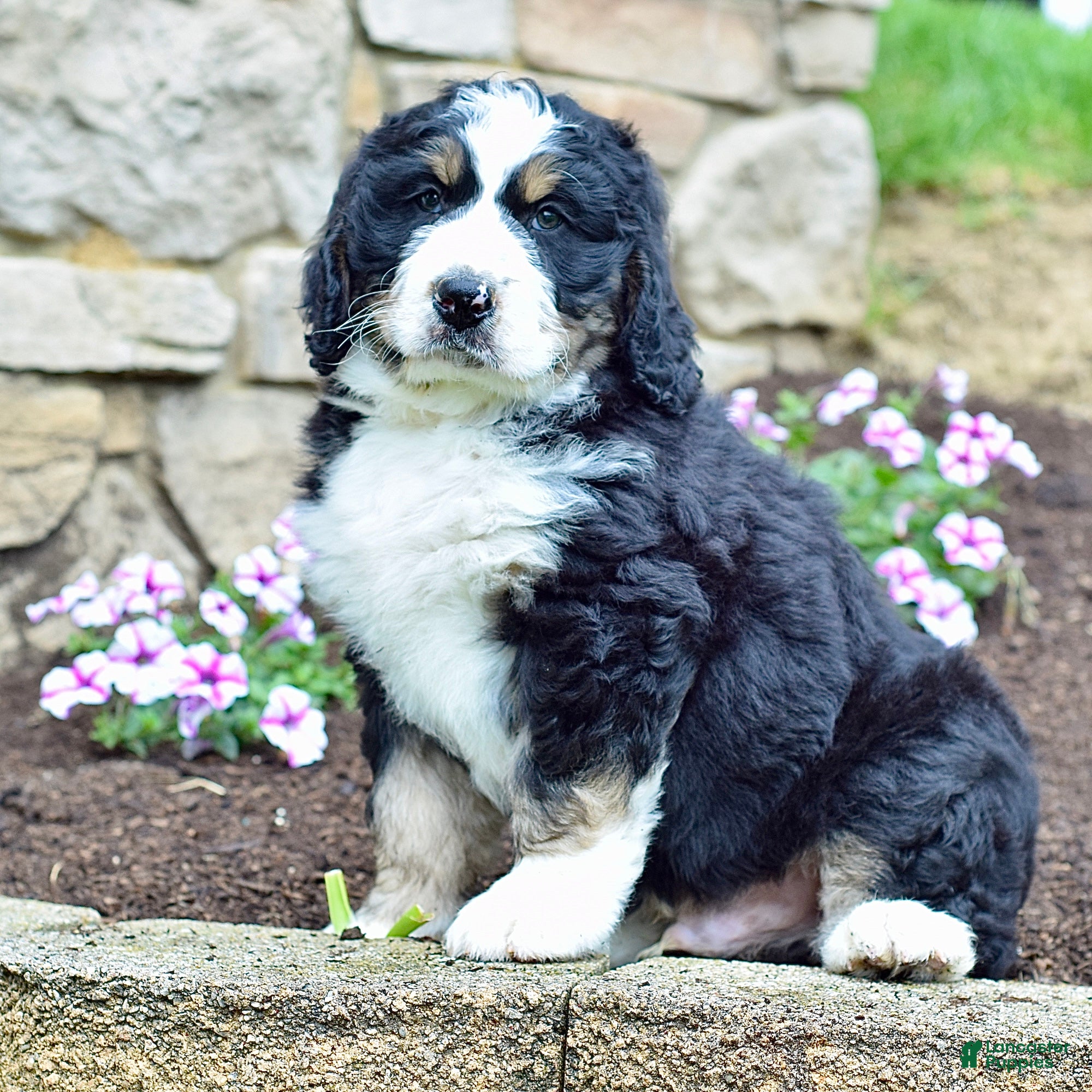 Bernedoodle dogs Mr. Sailor - Ad 2