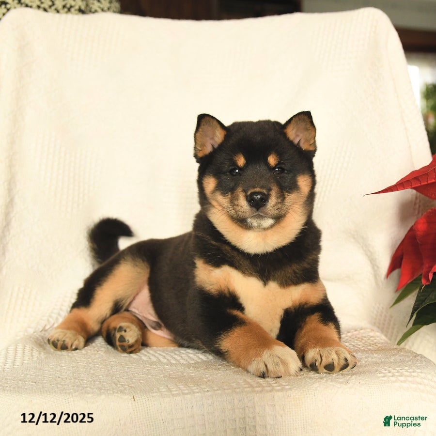Shiba Inu dogs Pop - Ad 33