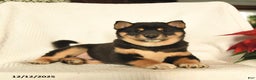 Shiba Inu dogs for sale: Pop - Ad 1