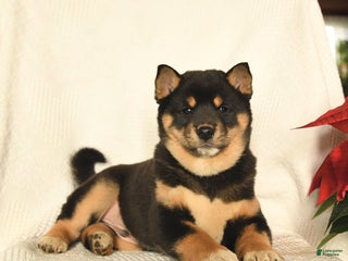 Shiba Inu dogs Pop - Ad 3