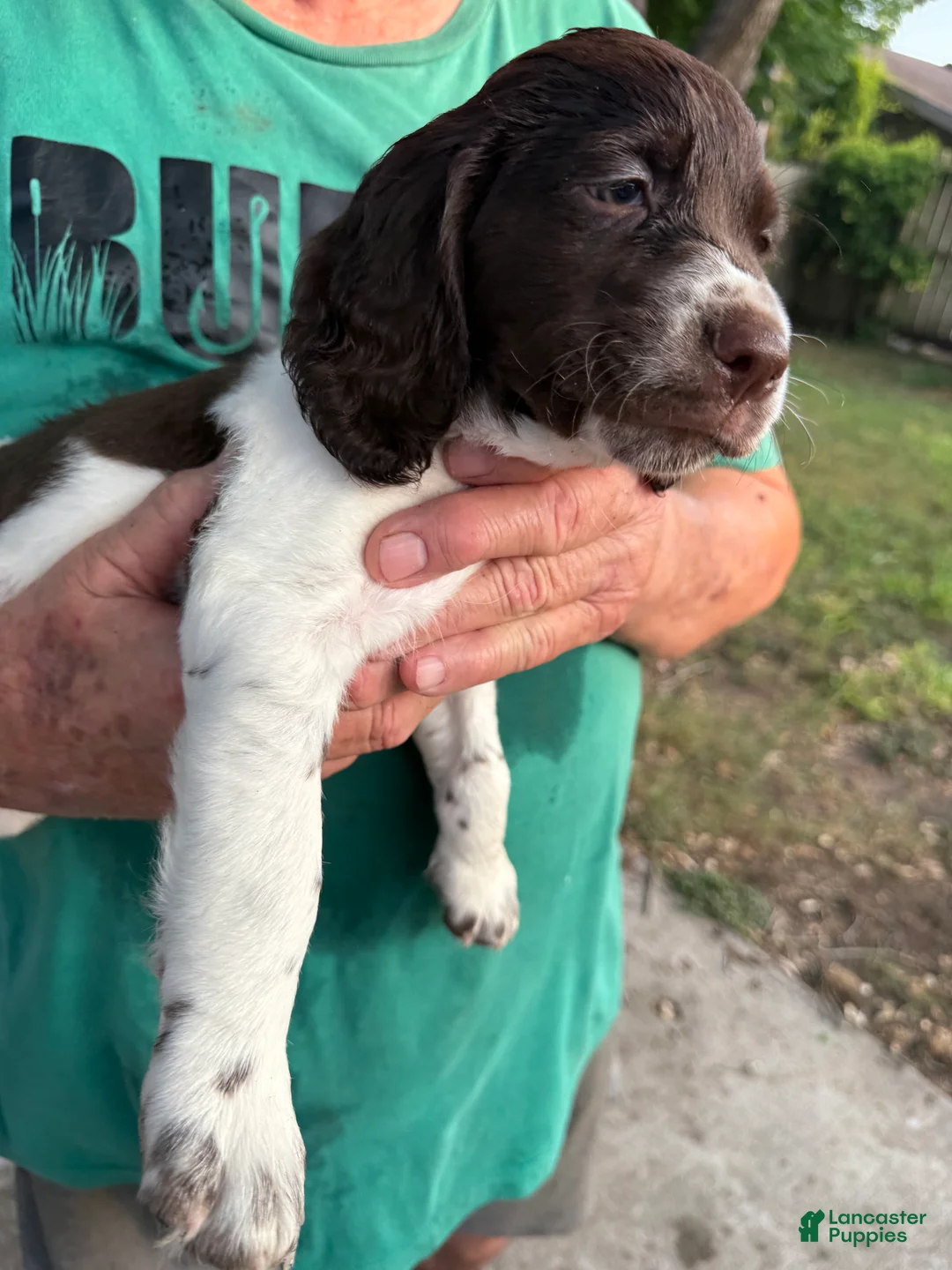 Brittany Spaniel dogs for sale: Biscuit - Ad 1