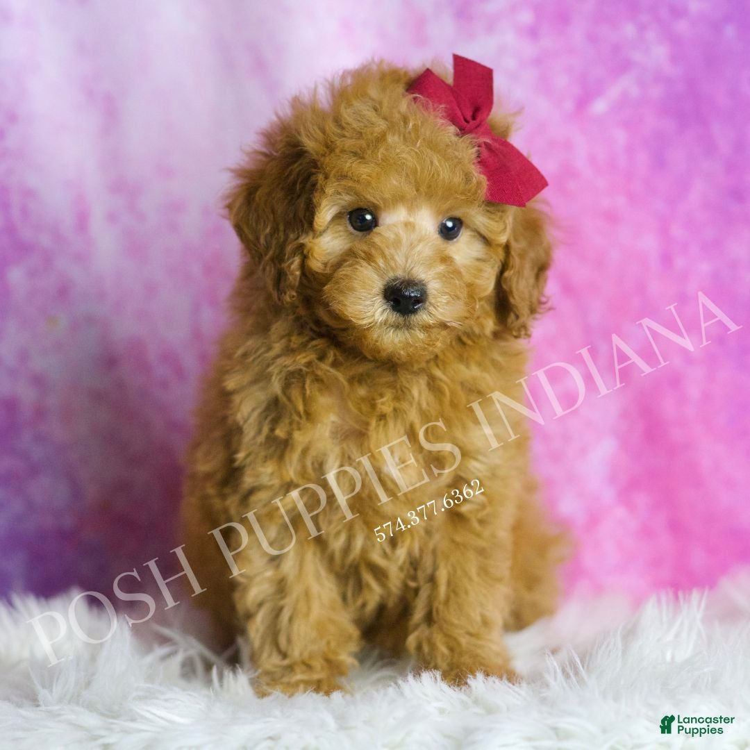 Miniature Poodle dogs for sale: Petunia - Ad 3