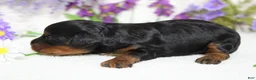Toy Poodle dogs for sale: Phantom  - Ad 9