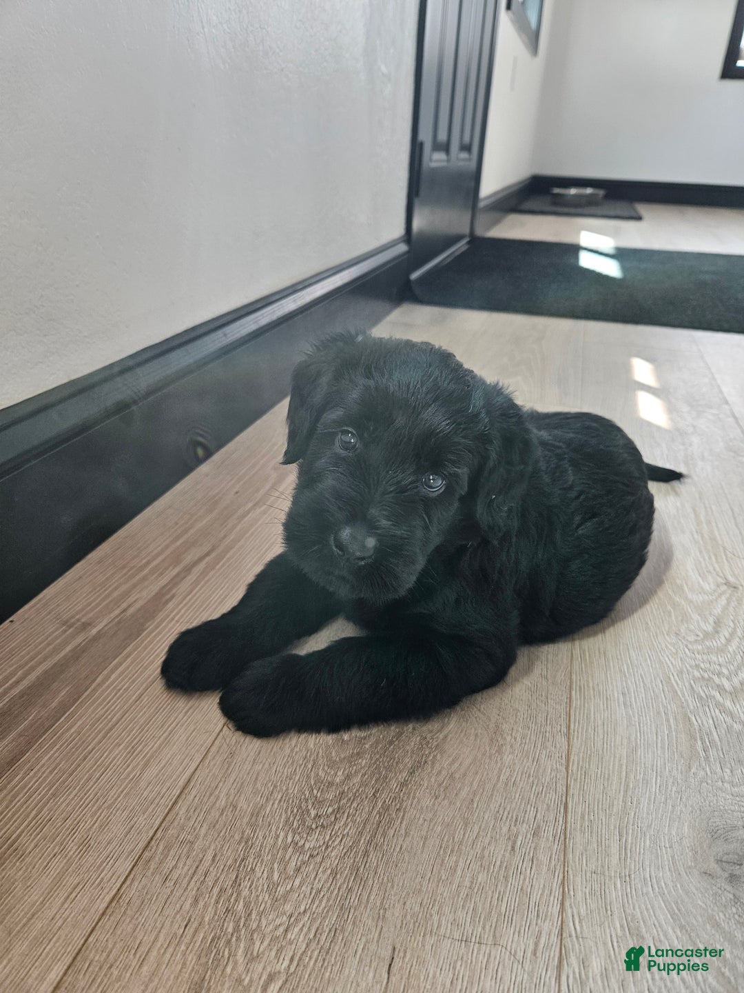 Giant Schnauzer dogs for sale: Giant Schnauzer Puppy 3 - Ad 6