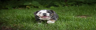 Duke Victorian Bulldog