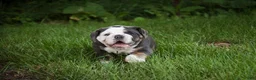 Mixed Breed dogs for sale: Duke Victorian Bulldog - Ad 1