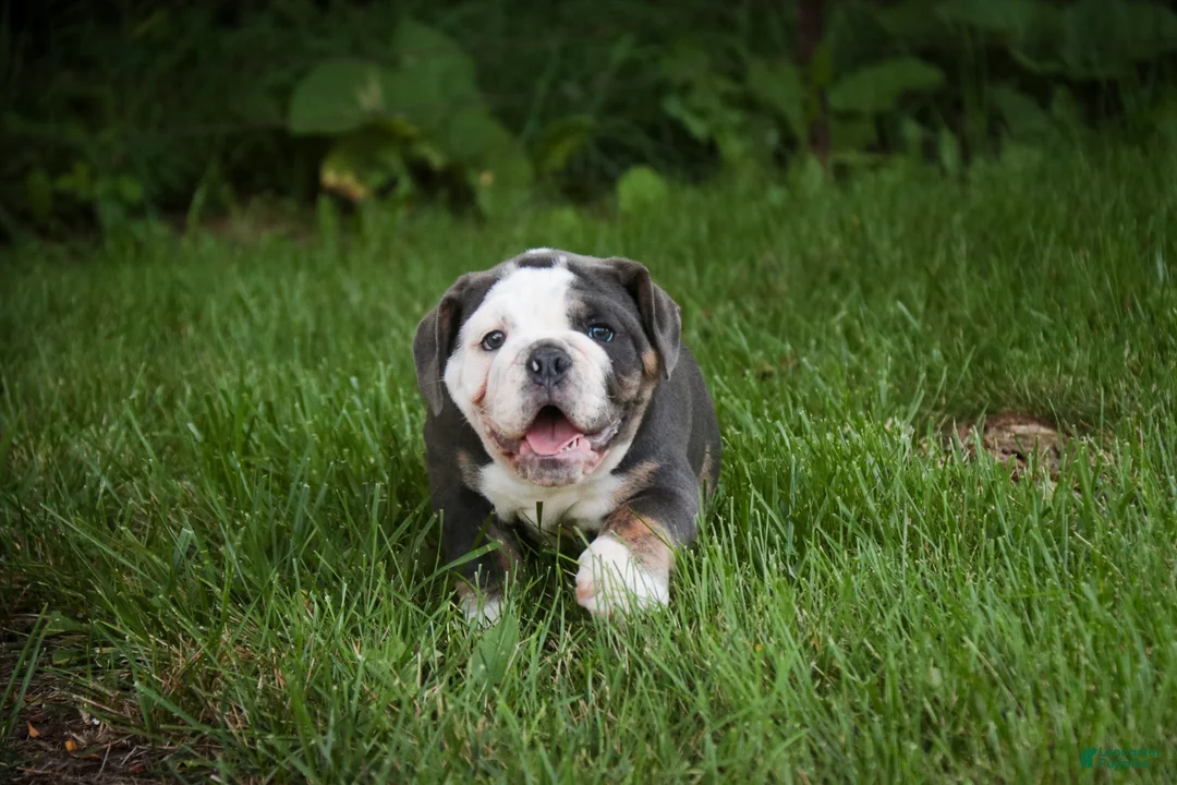 Mixed Breed dogs for sale: Duke Victorian Bulldog - Ad 1