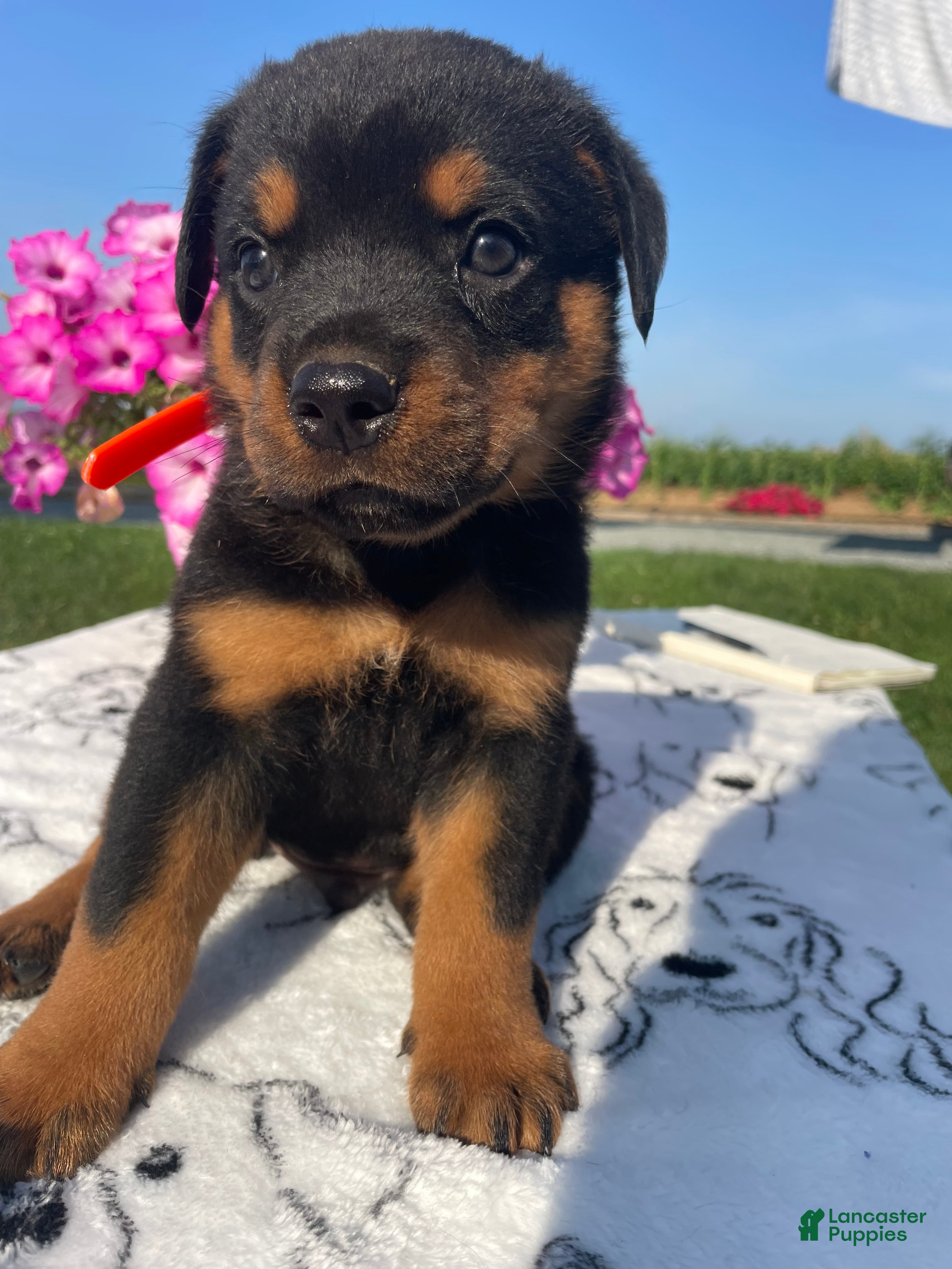 Rottweiler dogs Marshall - Ad 16