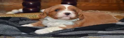 Cavapoo dogs for sale: Kenny - Ad 3