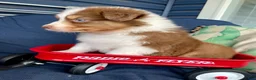 Australian Shepherd dogs for sale: Australian Shepherd- Daisy - Ad 5