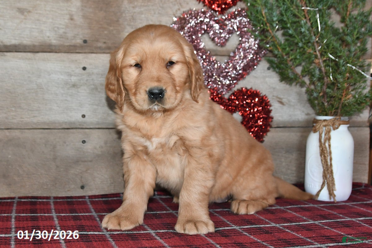 Golden Retriever dogs Annie - Ad 32
