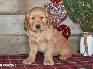 Golden Retriever dogs Annie - Ad 32