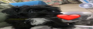Morkie 2