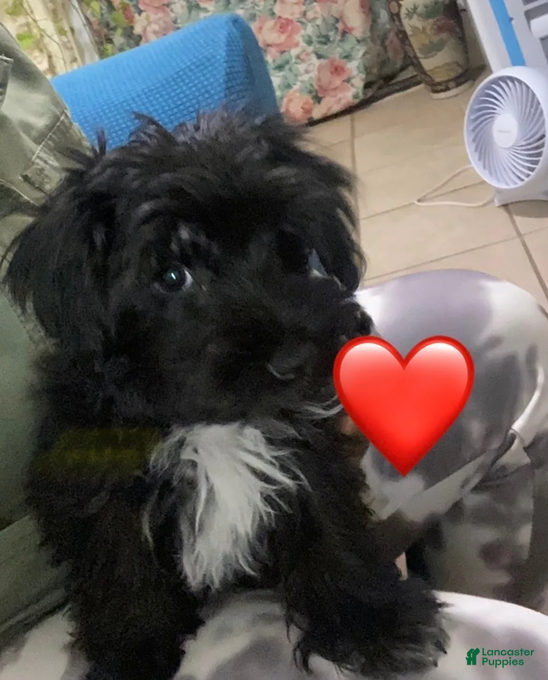 Morkie dogs for sale: Morkie 2 - Ad 1