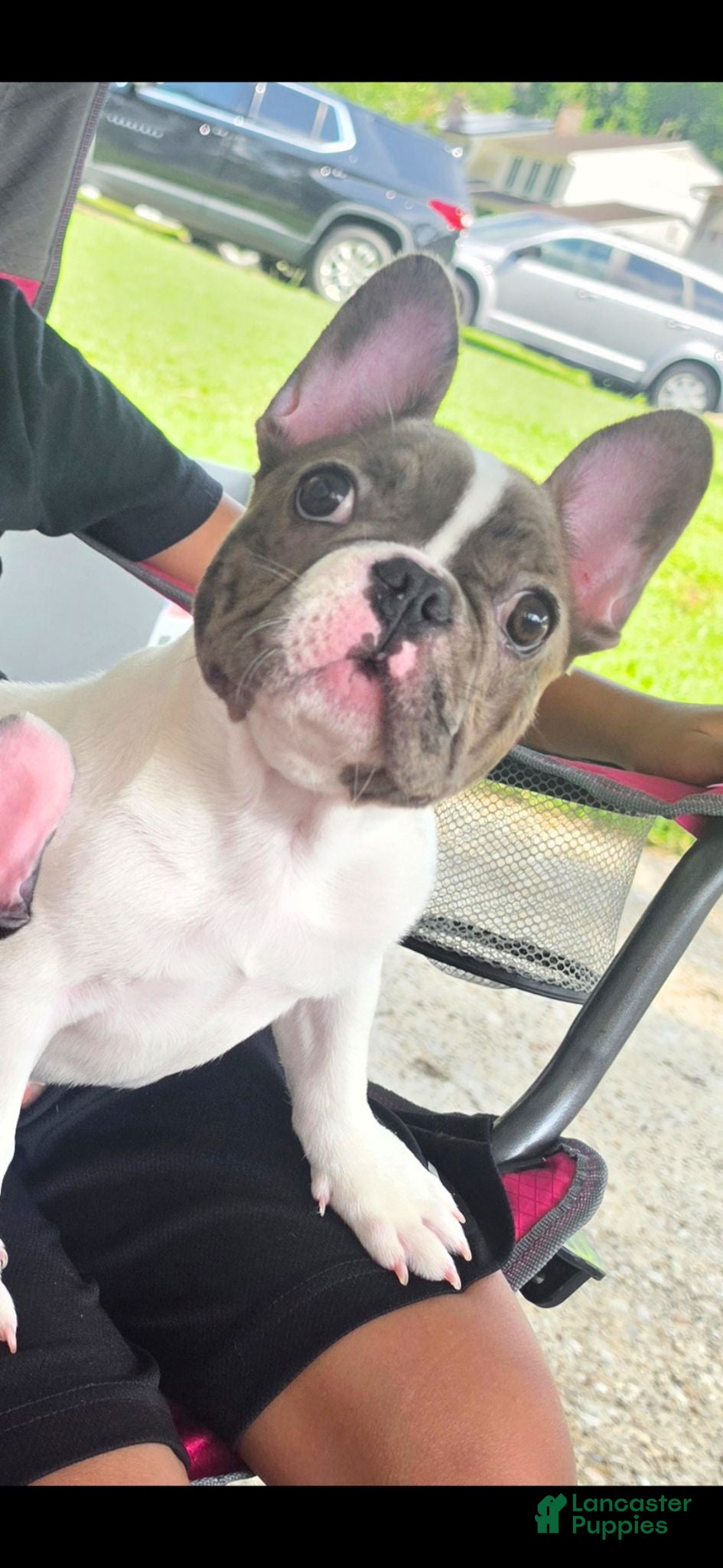 French Bulldog dogs Fiona - Ad 17