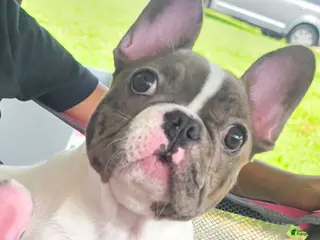 French Bulldog dogs Fiona - Ad 17