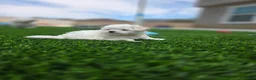 Maltese dogs for sale: 🐶 Female Maltese Puppy – Sweet, Playful & Petite - Ad 6