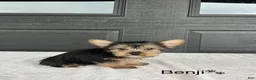 Yorkshire Terrier dogs for sale: Benji - Ad 3