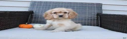 Cocker Spaniel dogs for sale: Autumn - Ad 3