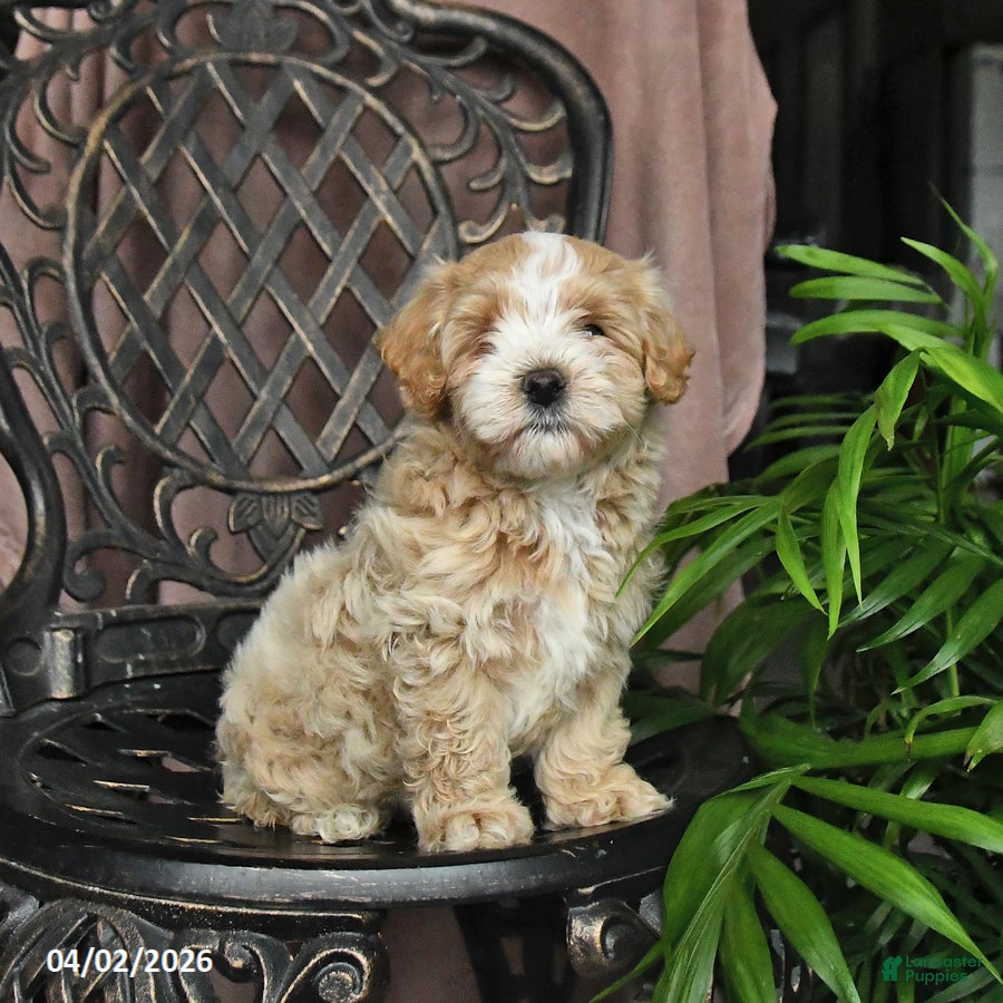 Maltipoo dogs Patch  - Ad 1