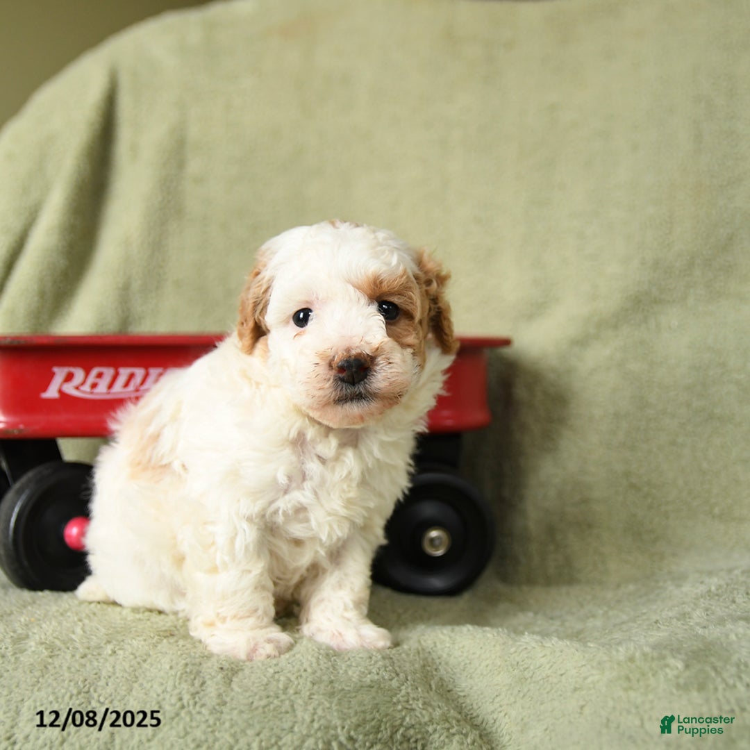 Havapoo dogs for sale: Lexi  - Ad 2