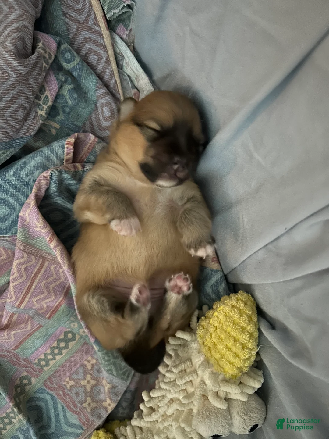 Pomeranian dogs for sale: Pomeranian Puppy 3 - Ad 2